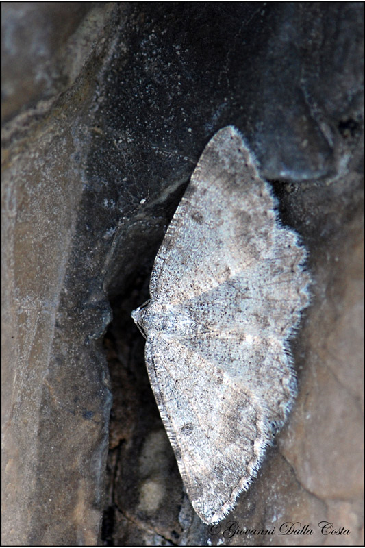 Charissa (Rhopalognophos) glaucinaria da confermare